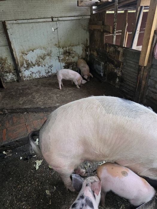 Малки прасета за продан