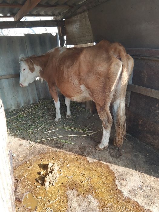 Корова породы симменталь