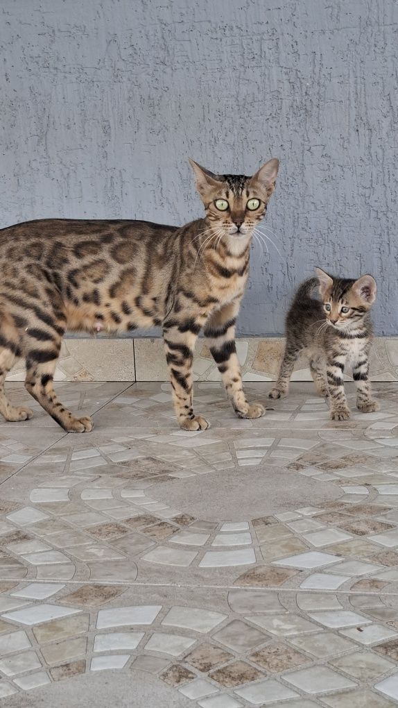 Полубенгальсие котята
