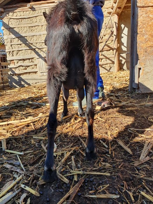 Vând capră metis alpina franceza,  a doua fătare,  sau schimb