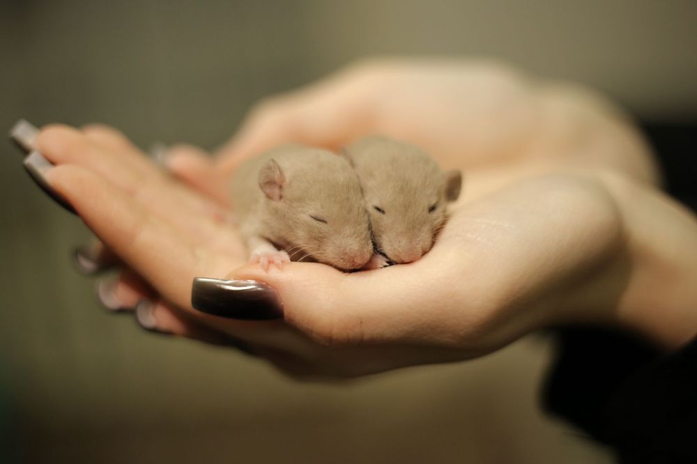 Крысята Дамбо малыши