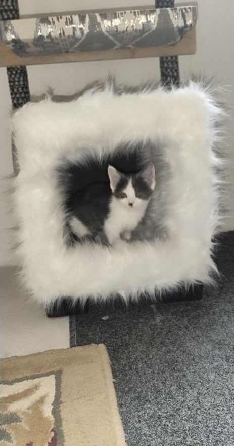 Уютный домик для кота