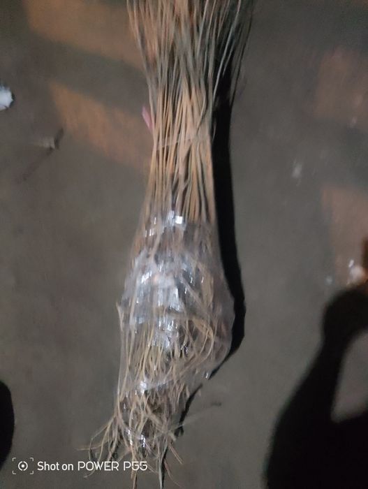 Tut koʻchatlar sotiladi dastavka bor