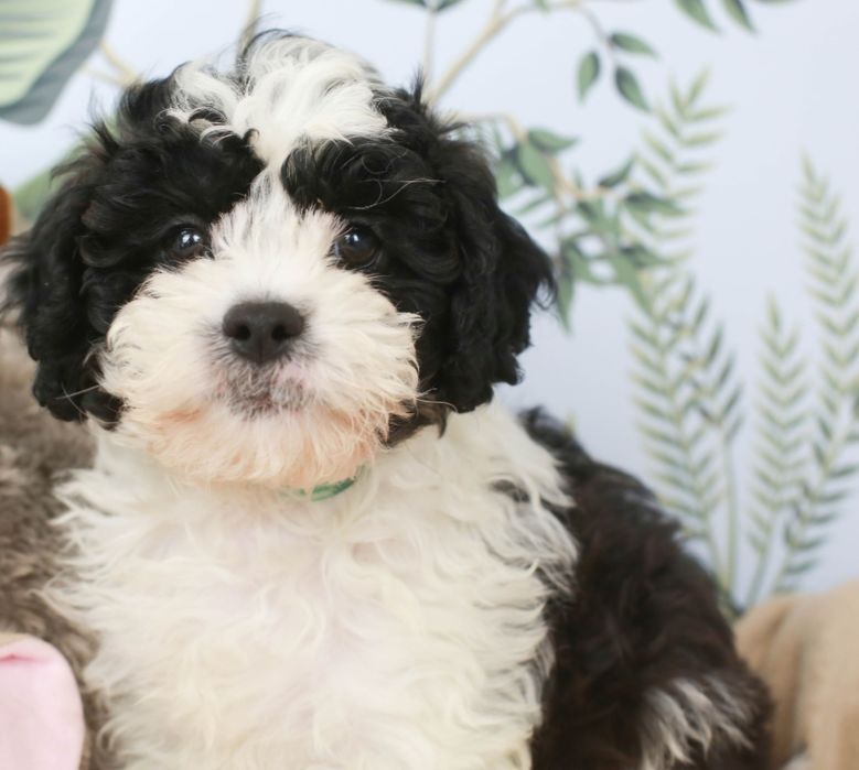 Bichon  havanez băiețel  650 lei