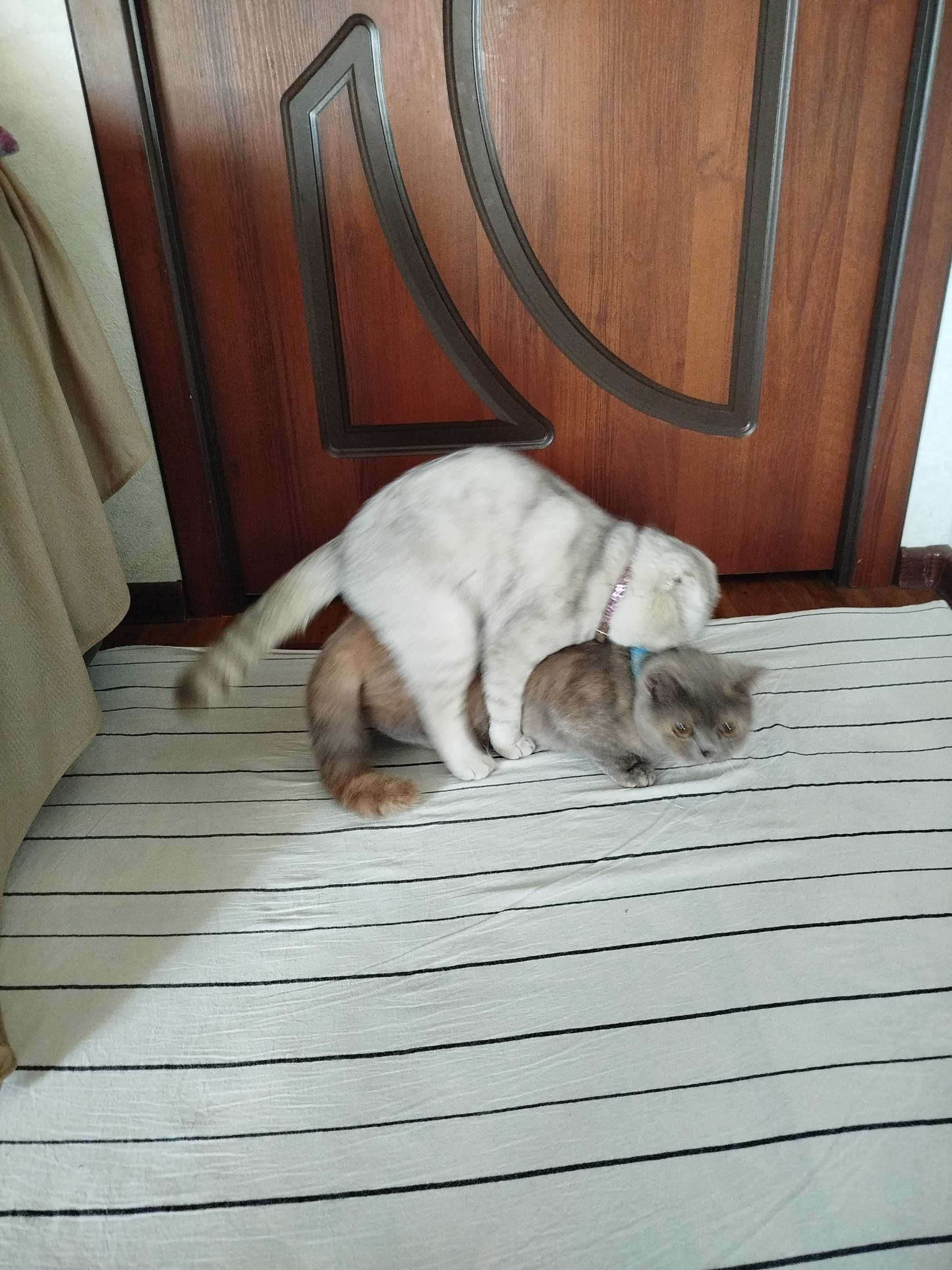 Вязка скотиш фолд Серебристая шиншилла .кот НЕ ПРОДАЁТСЯ.