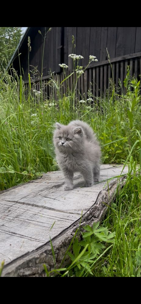 Pui British Longhair