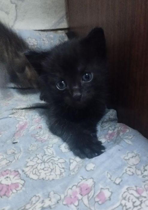 Дарю мальчика полтора месяца