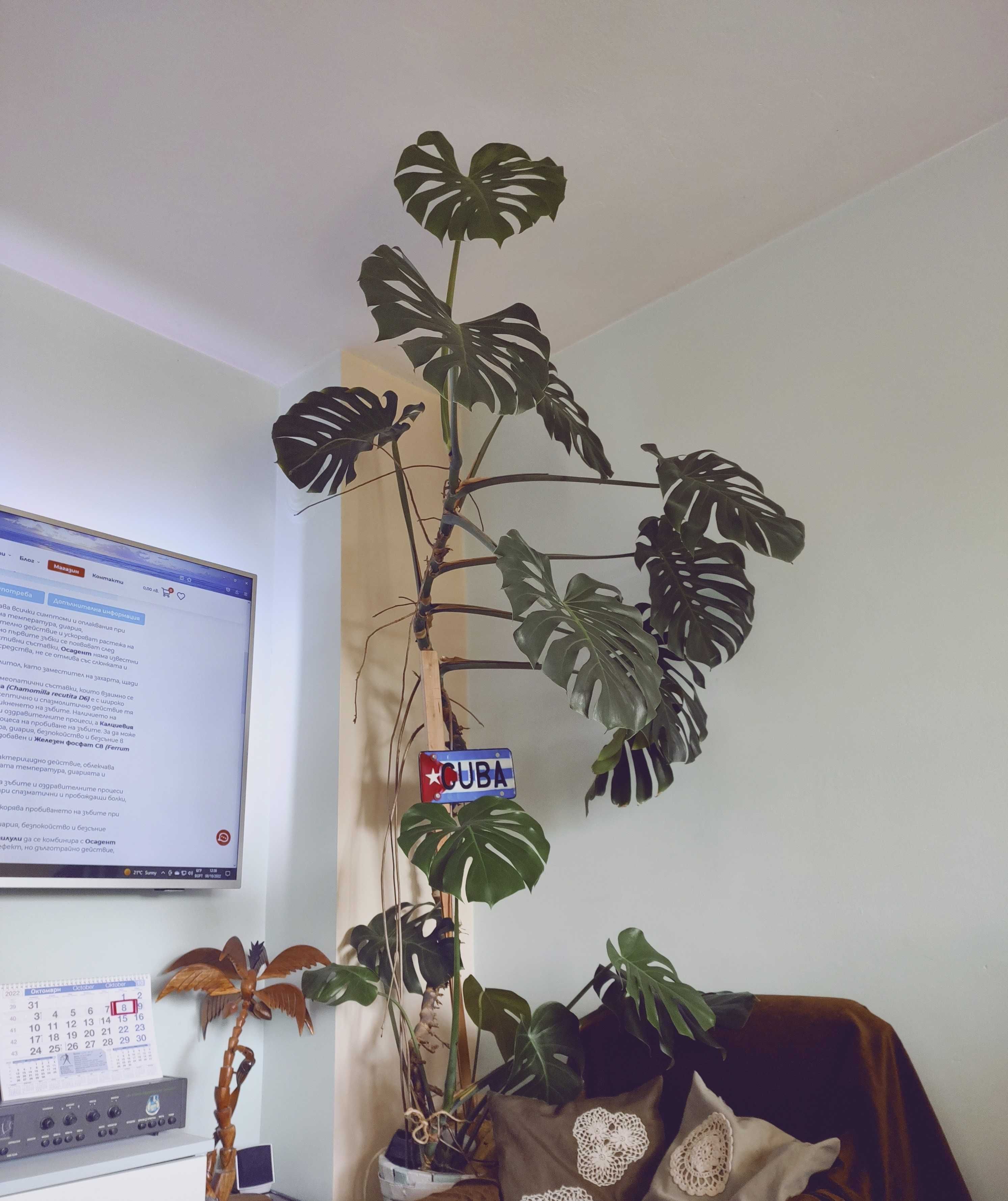 Цвете Филодендрон Monstera deliciosa