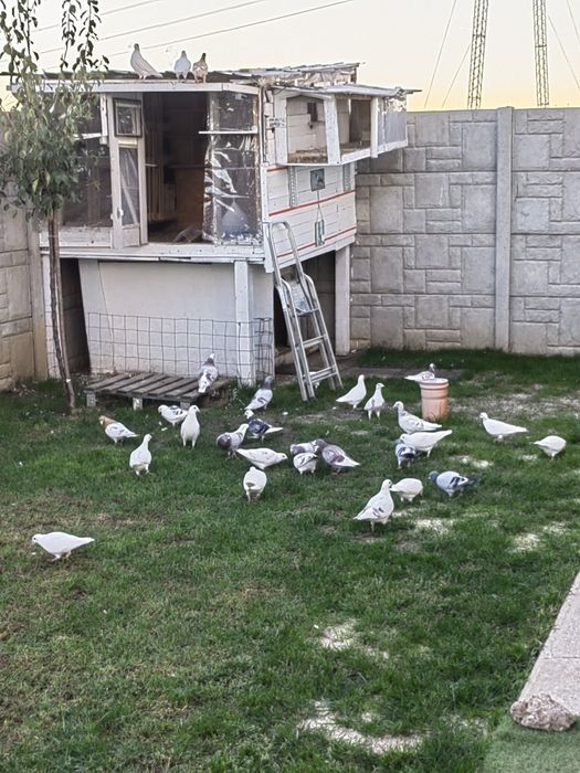 Porumbei voiajori sport