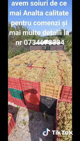 Avem struguri de vin de cea mai analta calitate