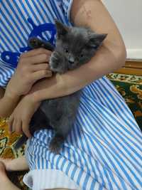Русский голубой кошка