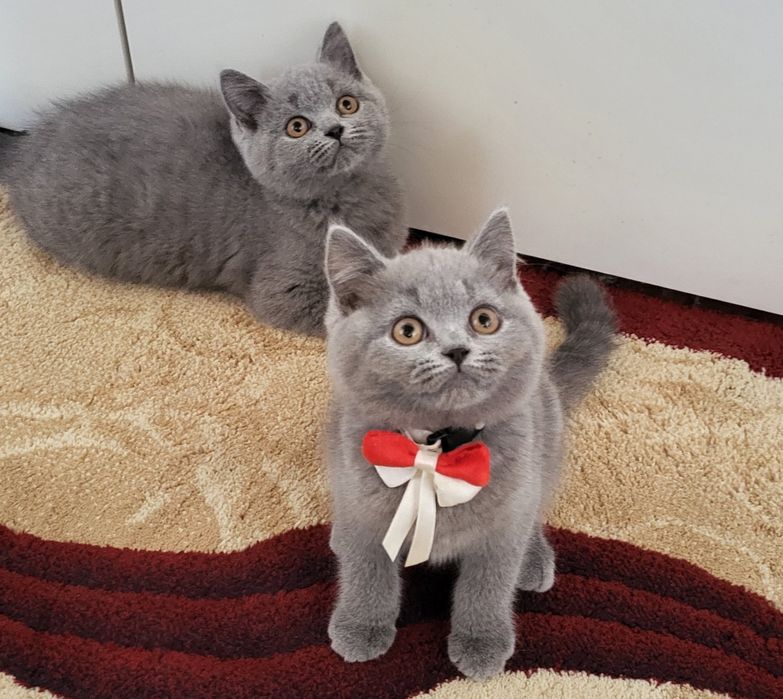 British shorthair blue
