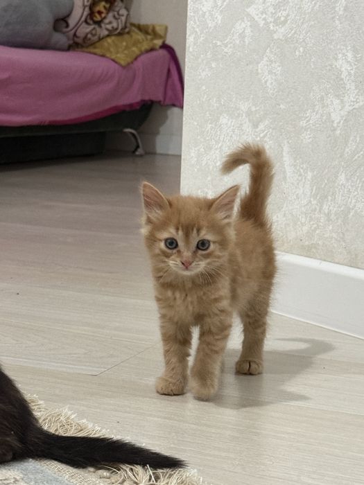 Рыжий мальчик ищет себе дом