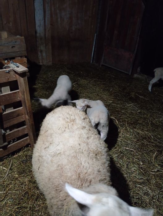 Vând oaie cu doi miei.