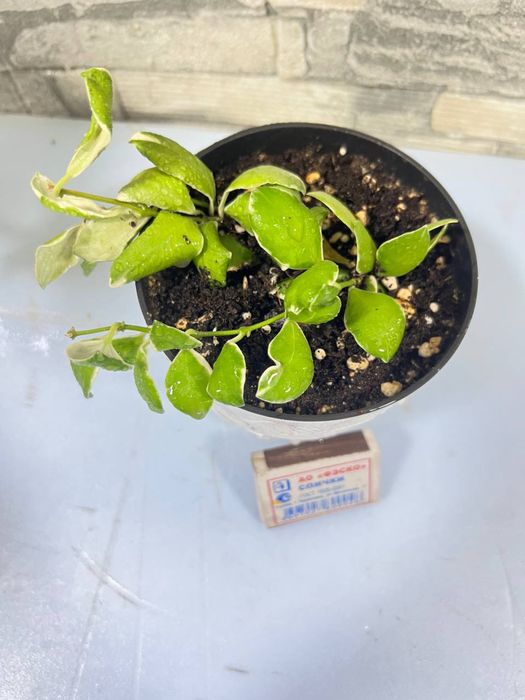 Продается хоя хешкилиана и альбомаргината