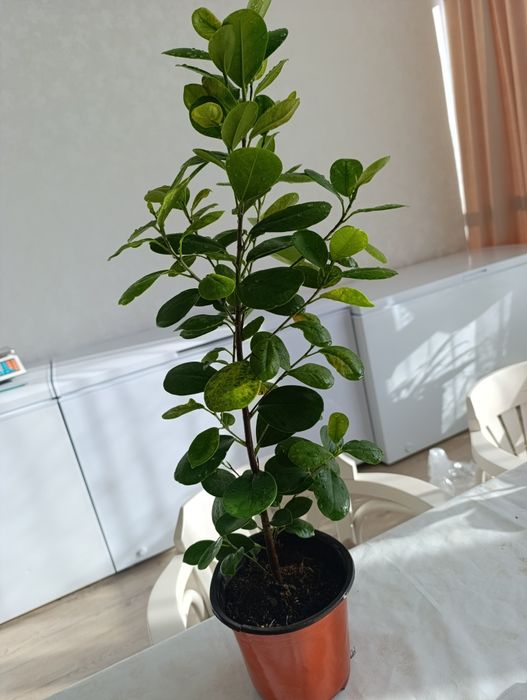 Миллионерша -комнатное растение