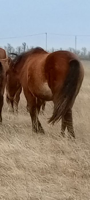 Продам тай крупный исправный