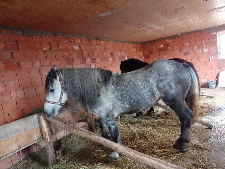 Iapa de 4 ani de vnzare