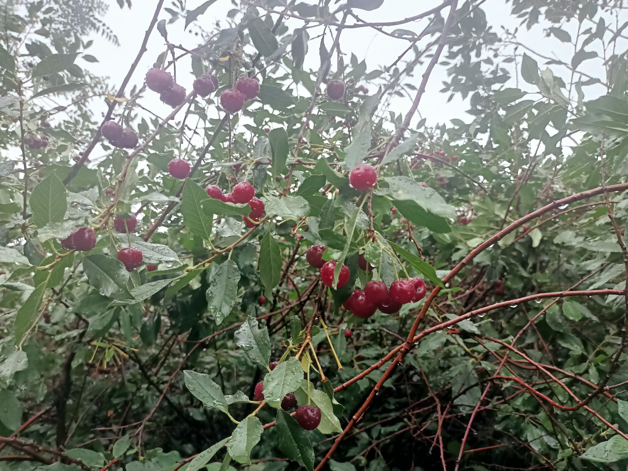 Продам саженцы вишни домашняя вкусные ягоды