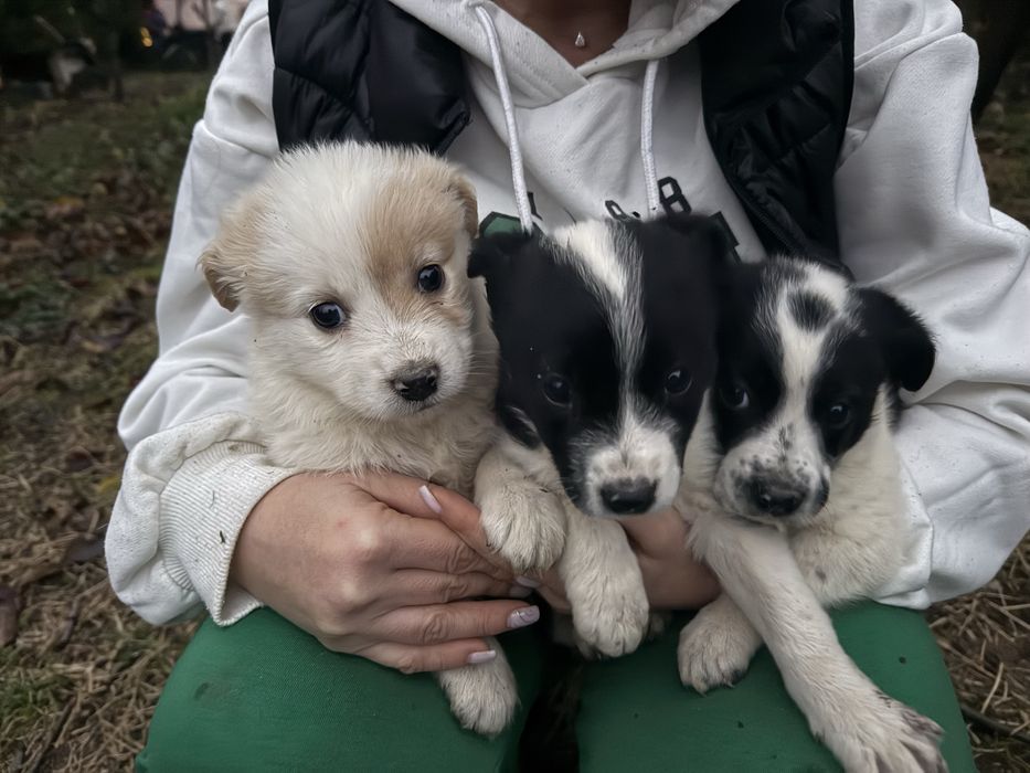 Cățeluși de 5-6 săptămâni caută adopție urgentă