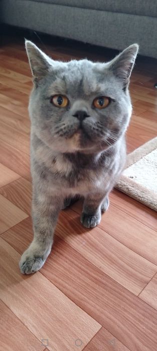 Британская кошечка