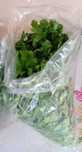 rubarba mentaolandeza cimbrisor coriandru salvie busuioc