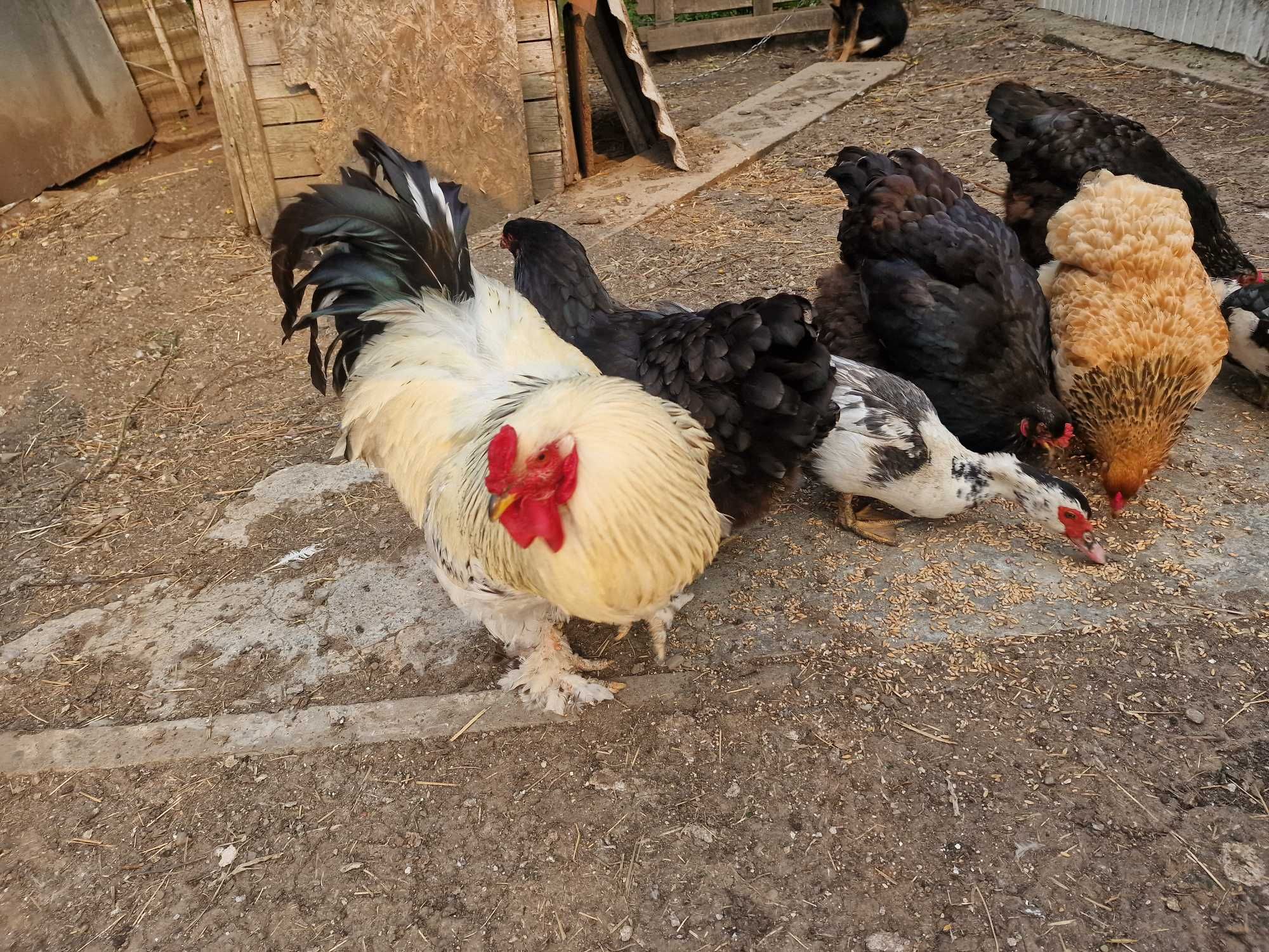 Gaini si cocoș Brahma