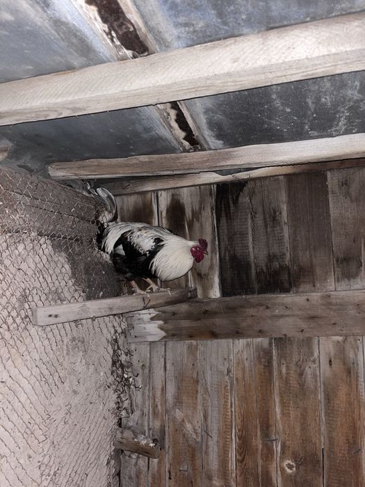 Продам курицу домашние