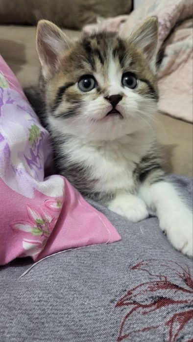 ПРОДАЮТСЯ породистые котята