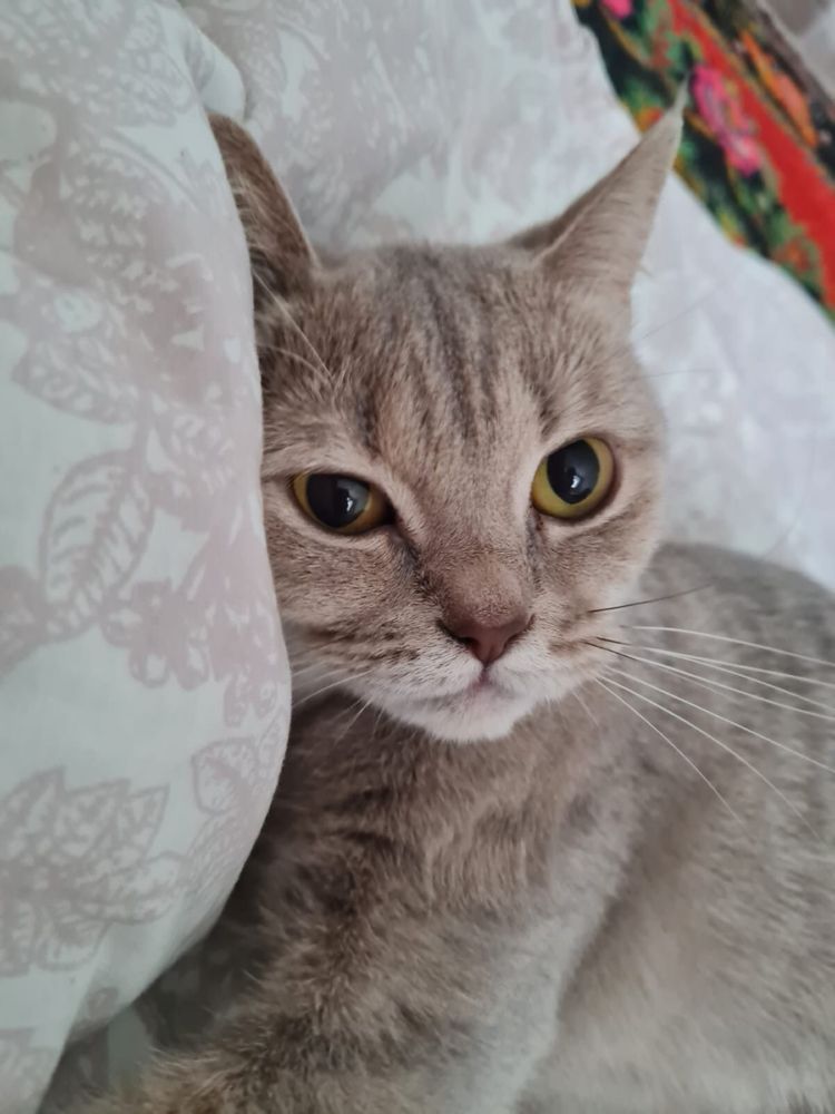 Отдаем в добрые руки ласковую кошечку