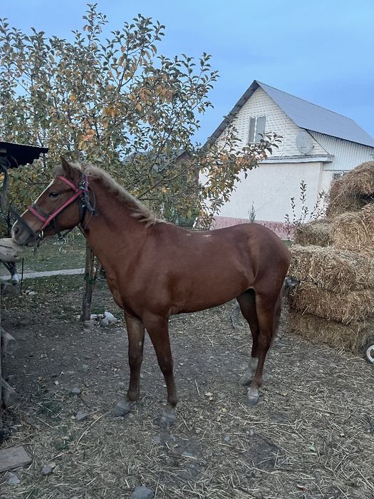 Жеребец 2.5 года құнан