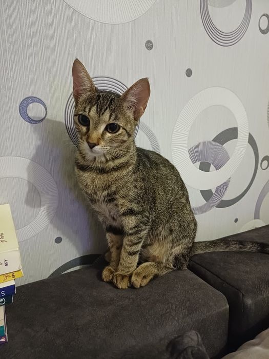 Adoptie pisicuta 7 luni, sterilizata, vaccinta, carnet de sanatate