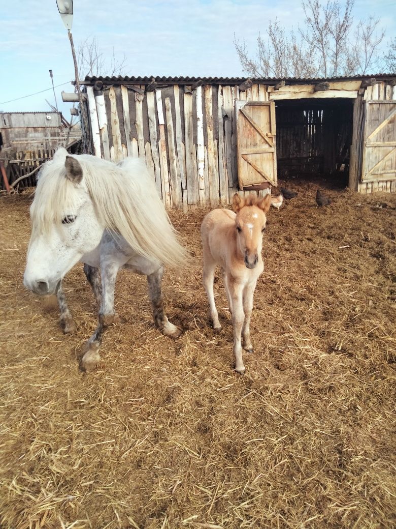 Продам кобылу с жеребёнком