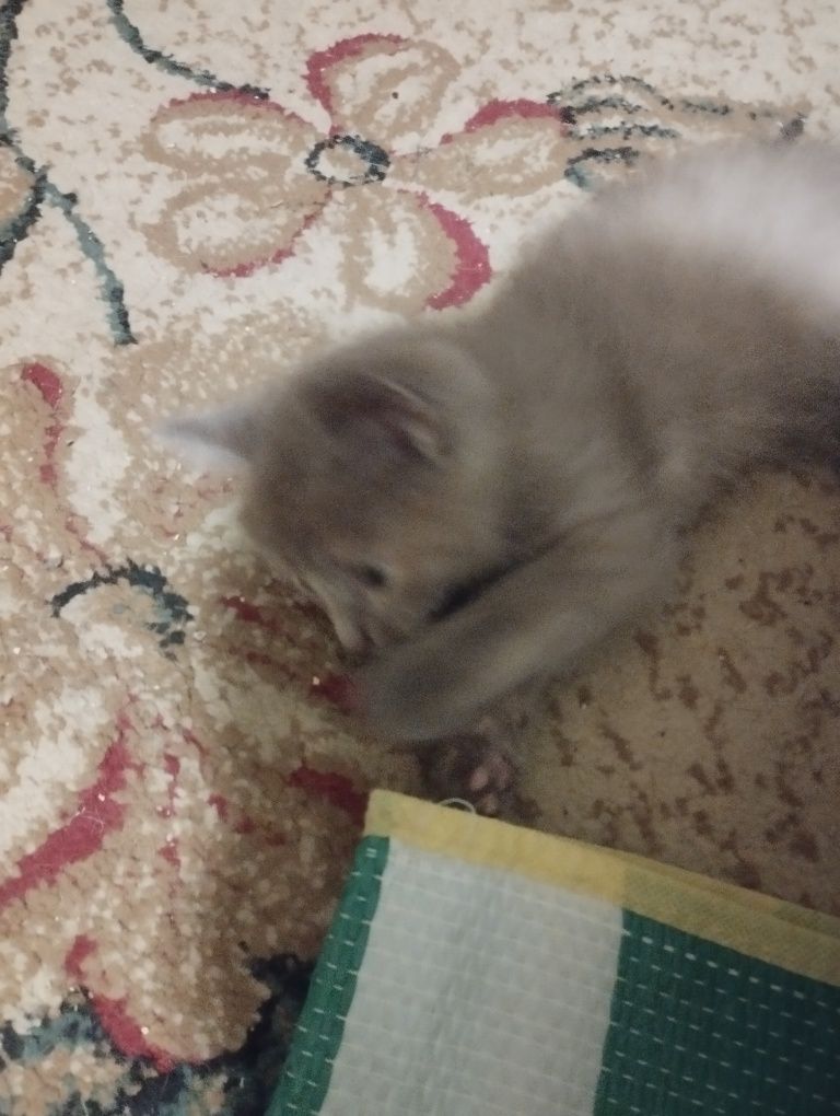 Отдам котят в хорошие добрые руки