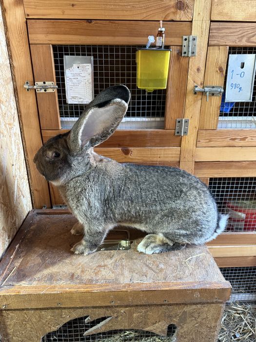 Mascul Urias German gri