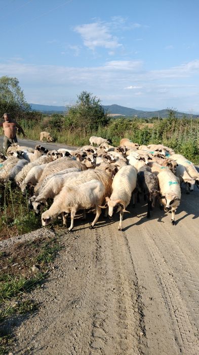 Oii Țurcane de vânzare