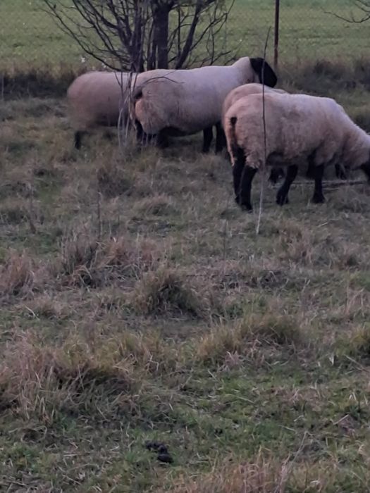 2 miele rasa Suffolk