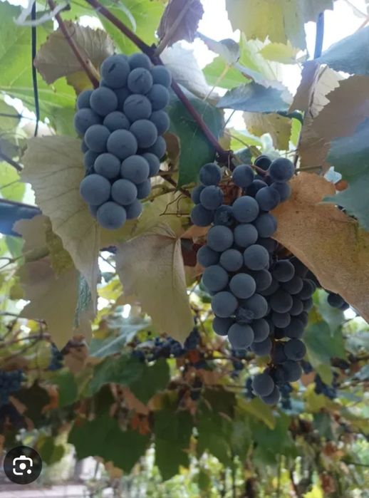 Struguri ananas de vânzare