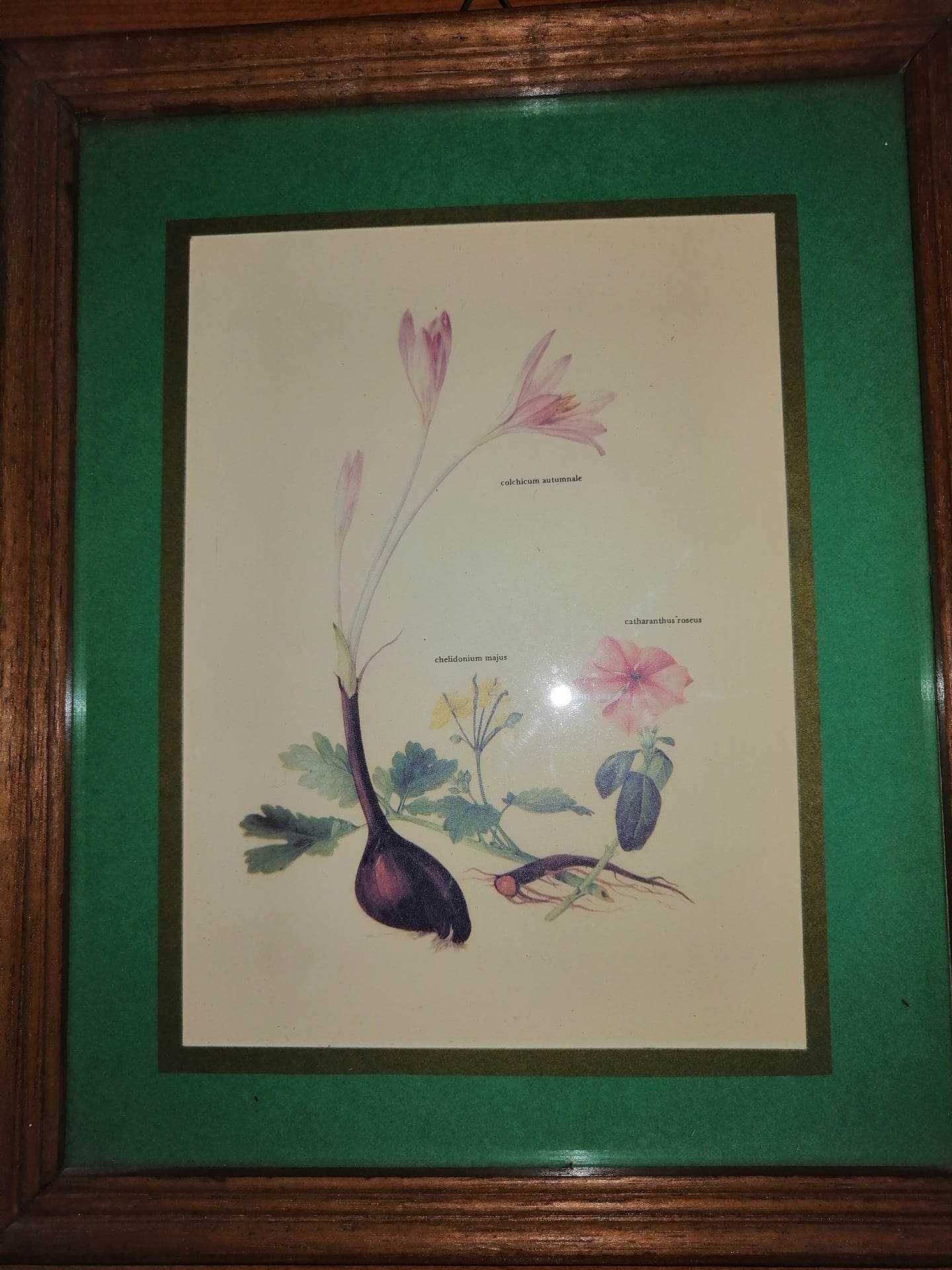 3 x tablou plansa botanica print flori trandafir nalba brandusa