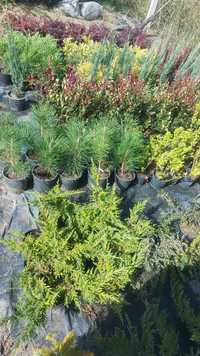 Plante ornamentale , berberis , jenupar , weigela , photinia litle red