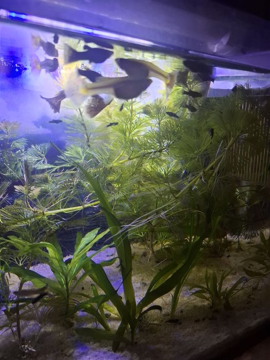 Vand sau schimb pesti Black molly lyra sau poecillia