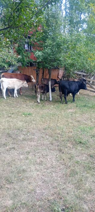 Viței de vanzare