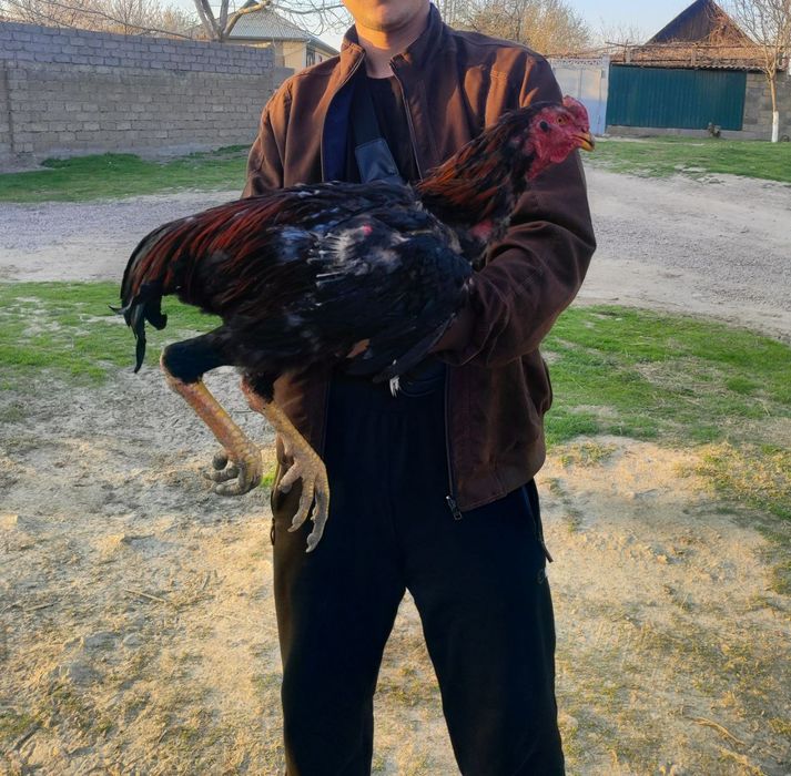 Продажа петухов боицовскои породы по 1 году им показали себя хорошо