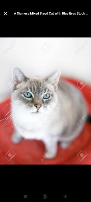 Тайский кот в добрые руки