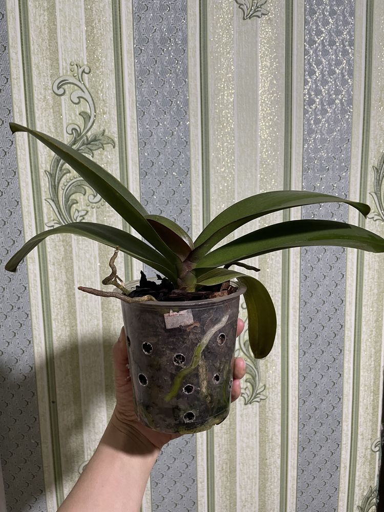 Орхидея Нарбона, отцветшая