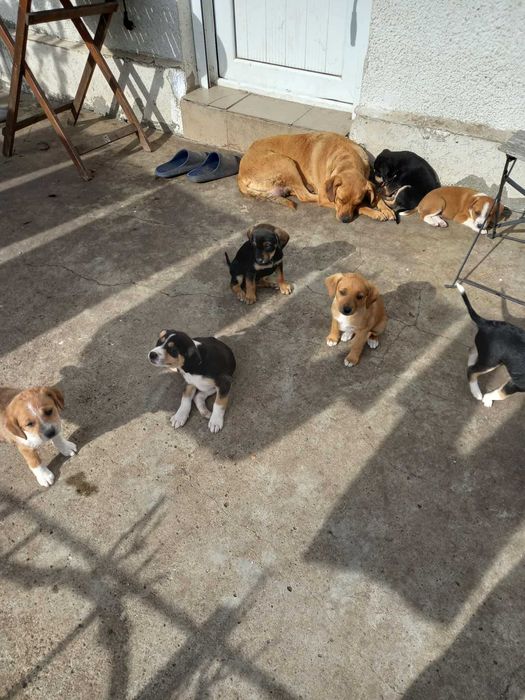 Подарявам кученца на 50 дена!