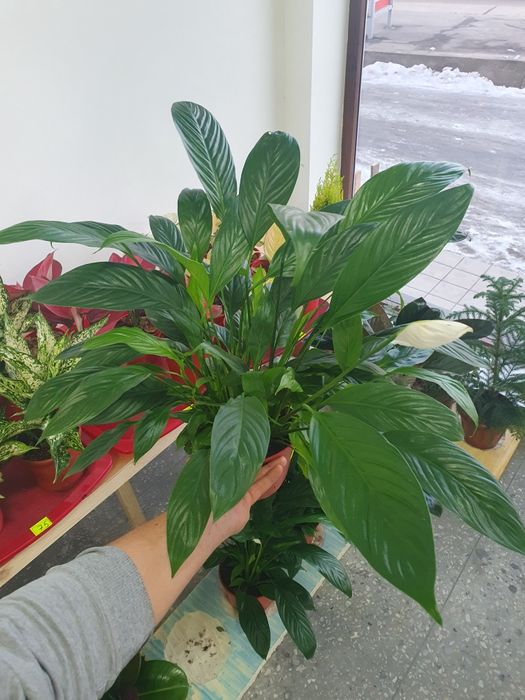 Spantifilium Спантифилиум женская счастья