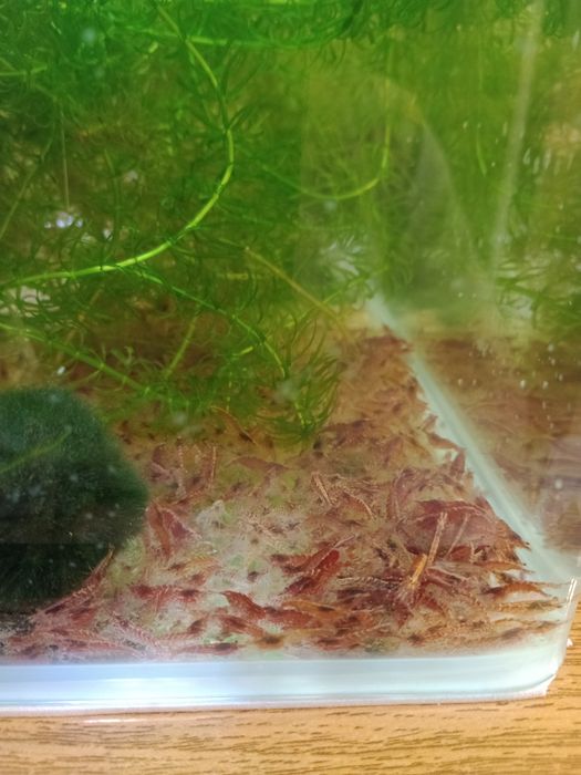 Creveți mix pentru acvariu