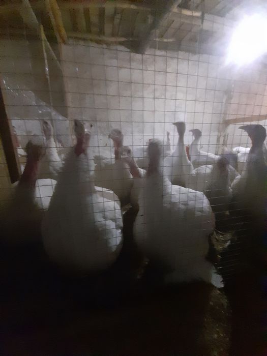 Kurka induk sotiladi