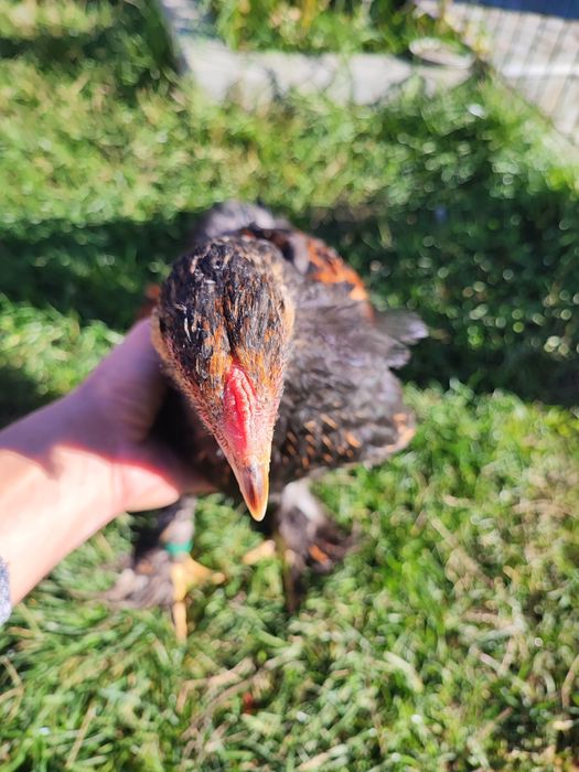 Pereche brahma gold laced- cocos + puica